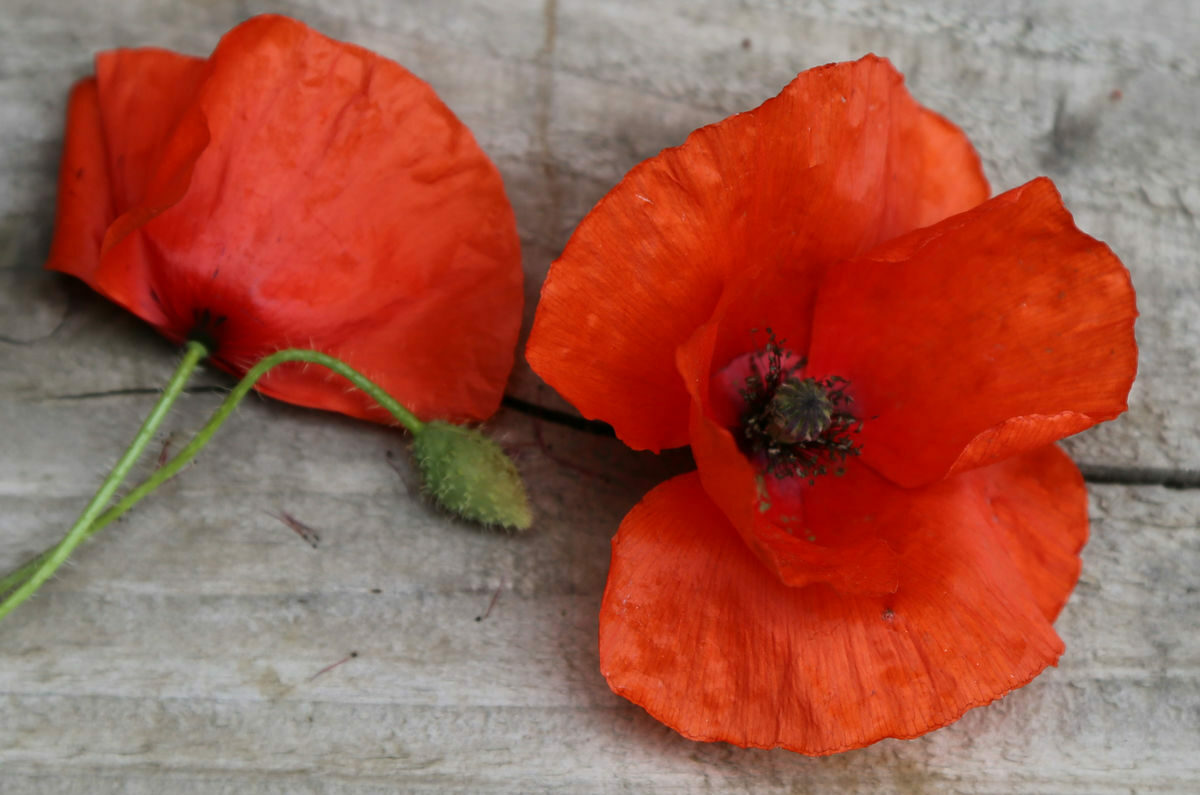 coquelicot-simple-rouge-ab